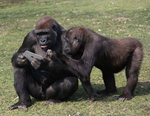 iPad agli oranghi, succede nel Milwaukee County Zoo
