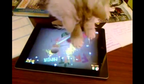 Gatto vs Fruit Ninja